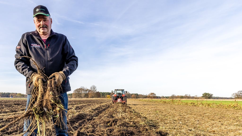 Der Gemüsebauer Dirk Richter erntet Meerrettich.