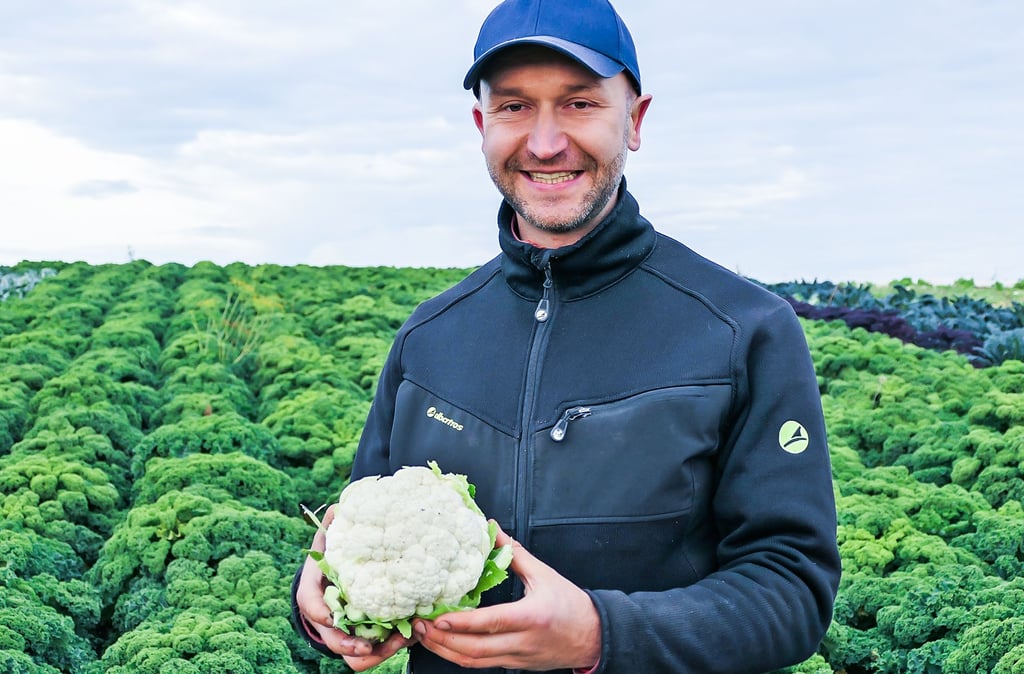 Blumenkohl ist nur eine Kohlsorte, die Kunden bei Johannes Fischer in Langeneichstädt kaufen oder selbst ernten können. 