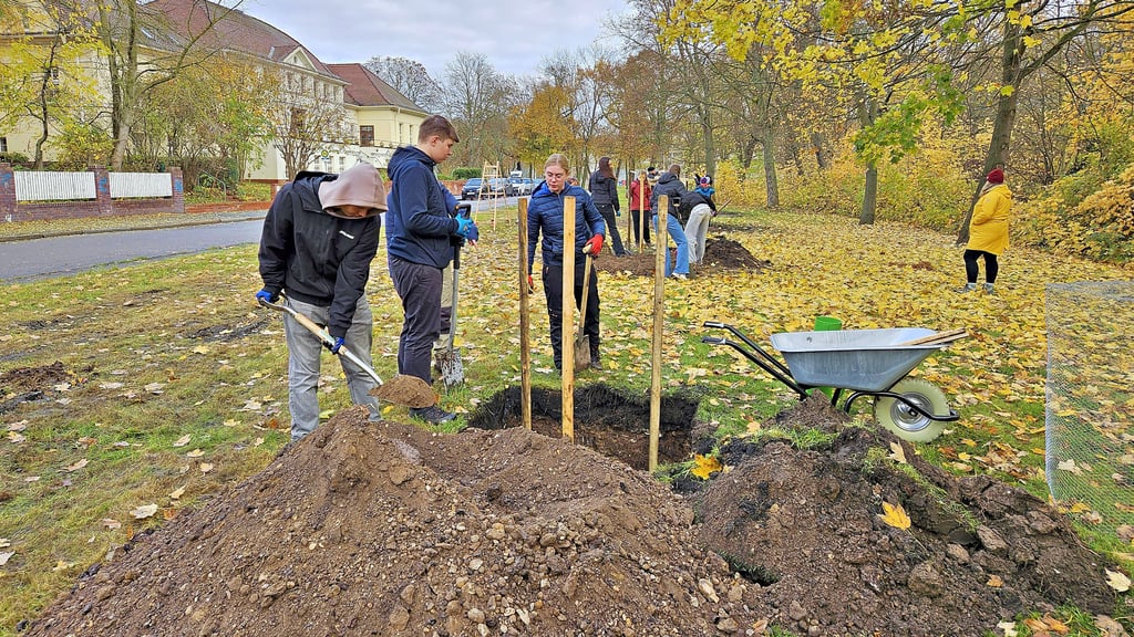 Gegenüber vom Bitterfelder Europagymnasium entsteht eine Streuobstwiese. 