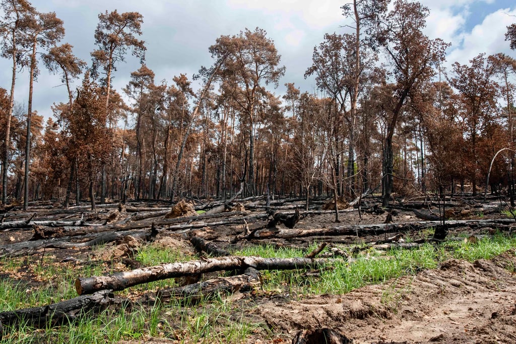 Immer wieder hatte es in den Waldgebiete in und um Dessau-Roßlau gebrannt. 