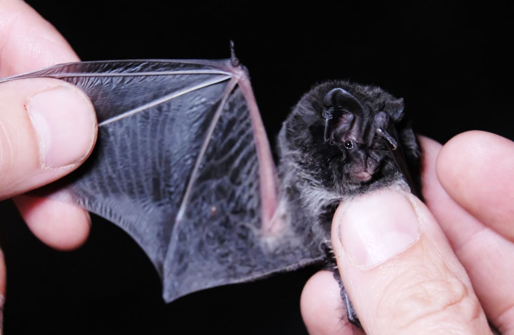 Die sächsische Fledermaus-Tagung am kommenden Samstag in Freiberg widmet sich Schutzkonzepten für die Tiere. (Archivbild)