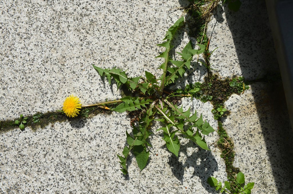 Löwenzahn zwischen Gehwegplatten. In Rieder sind Grundstückseigentümer verpflichtet, Unkraut auf Gehwegen vor ihren Grundstücken zu entfernen.