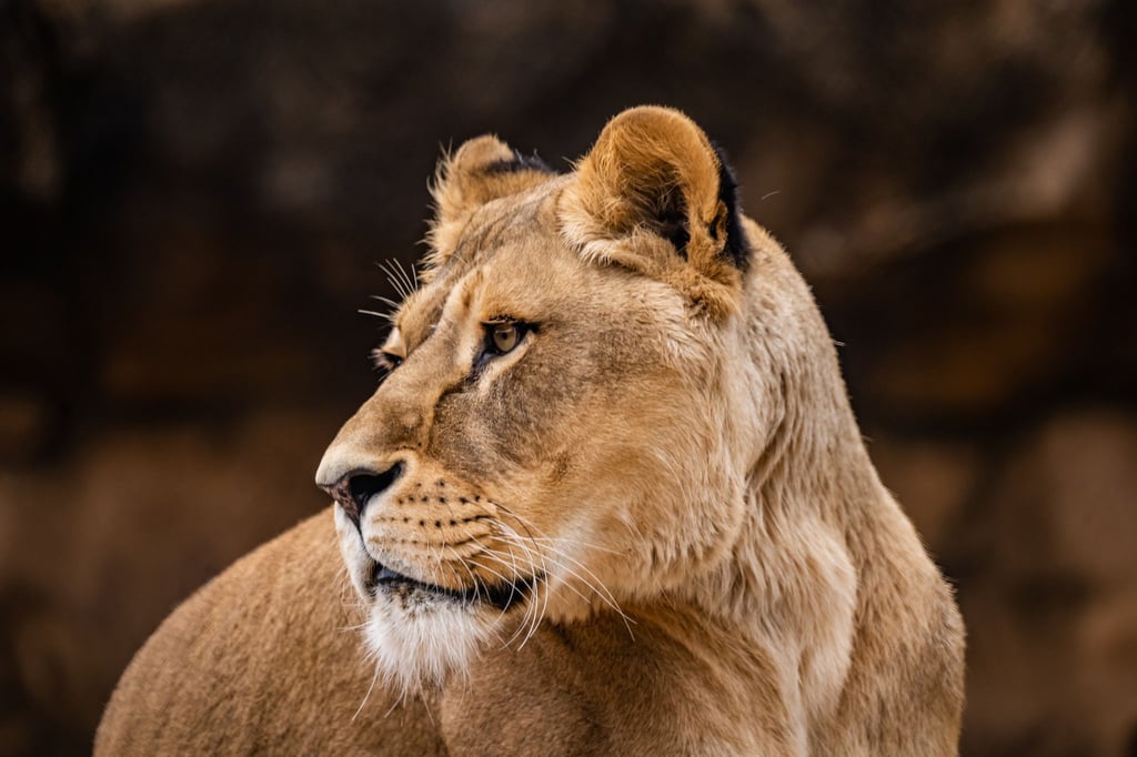Löwin Abaja wurde mit 13 Jahren eingeschläfert.
