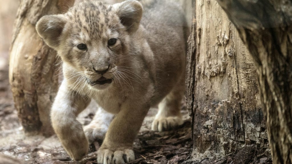 In einem Video im Internet ist zu sehen, wie ein Junglöwe zwischen dem rechten Bein des am Steuer sitzenden Mannes und der Mittelkonsole liegt. (Symbolbild)