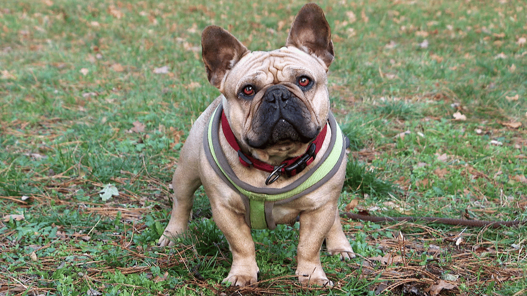 Bulldogge Tina hofft nach der MDR-Sendung "Tierisch tierisch" aus ein neues Pflege-Zuhause.