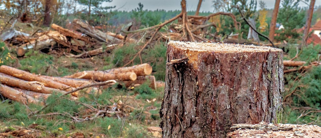 Derzeit werden in Gommern rund 4.000 Quadtratmeter Wald gerodet, um eine Binnendüne auf dem Osterberg zu renaturieren.