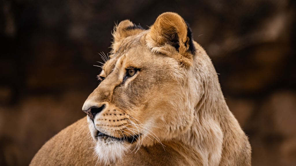 Löwin Abaja wurde mit 13 Jahren eingeschläfert.