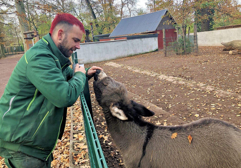 Der kleine Esel Samira, von Ziehvater Michael Engelmann Sam genannt, wohnt nun dauerhaft im Eselgehege.