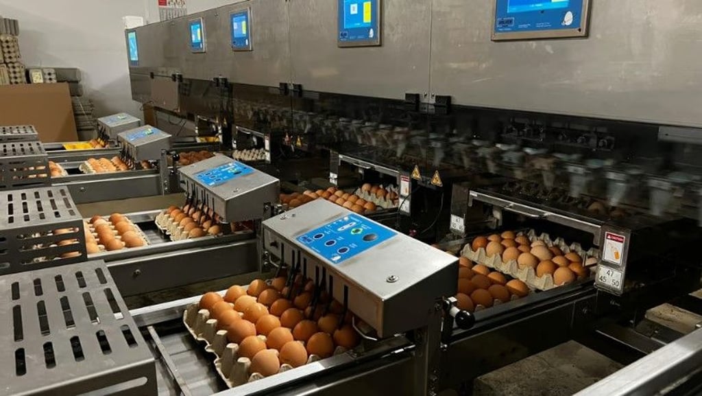 Etwa 45.000 Eier durchlaufen täglich die Anlage des Hühnerhofs Steudens. Durch die Geflügelpest befürchten Kunden, dass Eier bald knapp werden könnten.