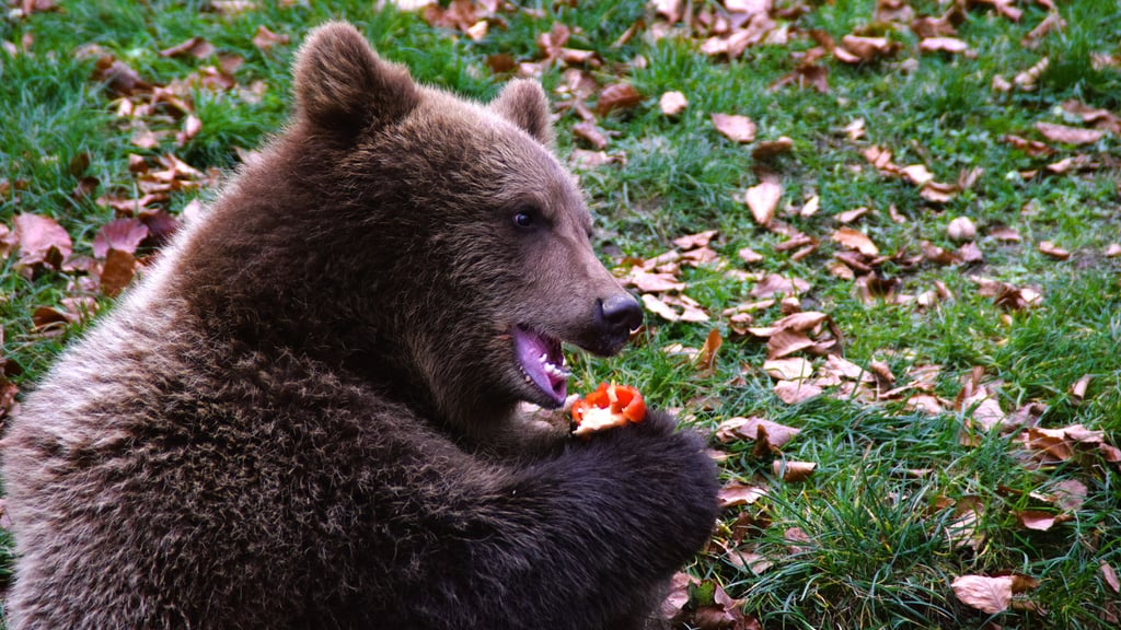 Über ein Stück Paprika macht sich dieser Jungbär im Tierpark Hexentanzplatz Thale her.