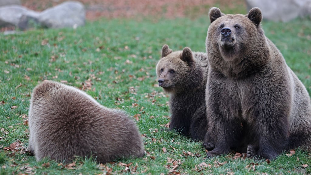 Die Eltern der Bärenkinder sind Mutter Idun und Vater Moritz Bernd.