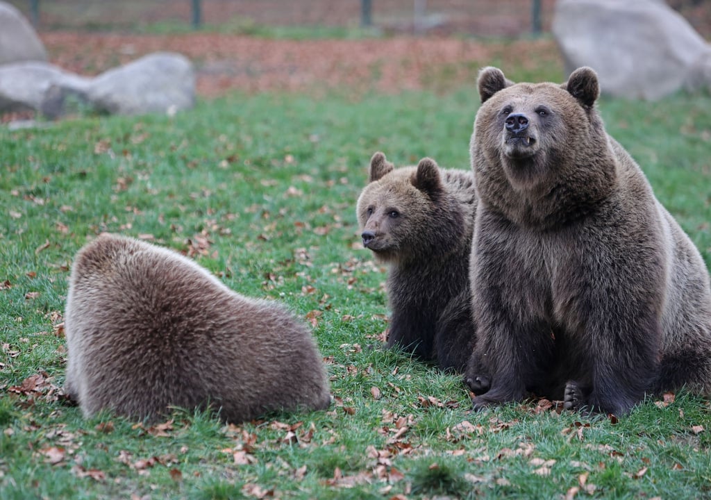 Die Eltern der Bärenkinder sind Mutter Idun und Vater Moritz Bernd.