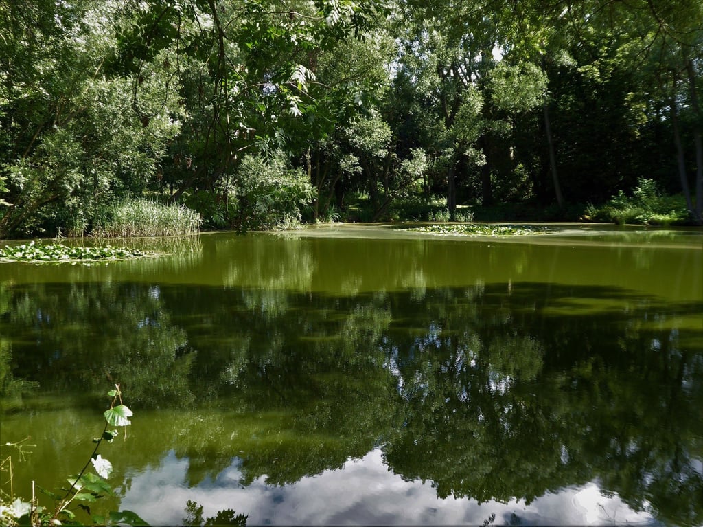 Idyllisch, aber dringend sanierungsbedürftig: der Burgteich in Ermsleben. Die Stadt Falkenstein hat für die Sanierung Fördermittel in Aussicht.