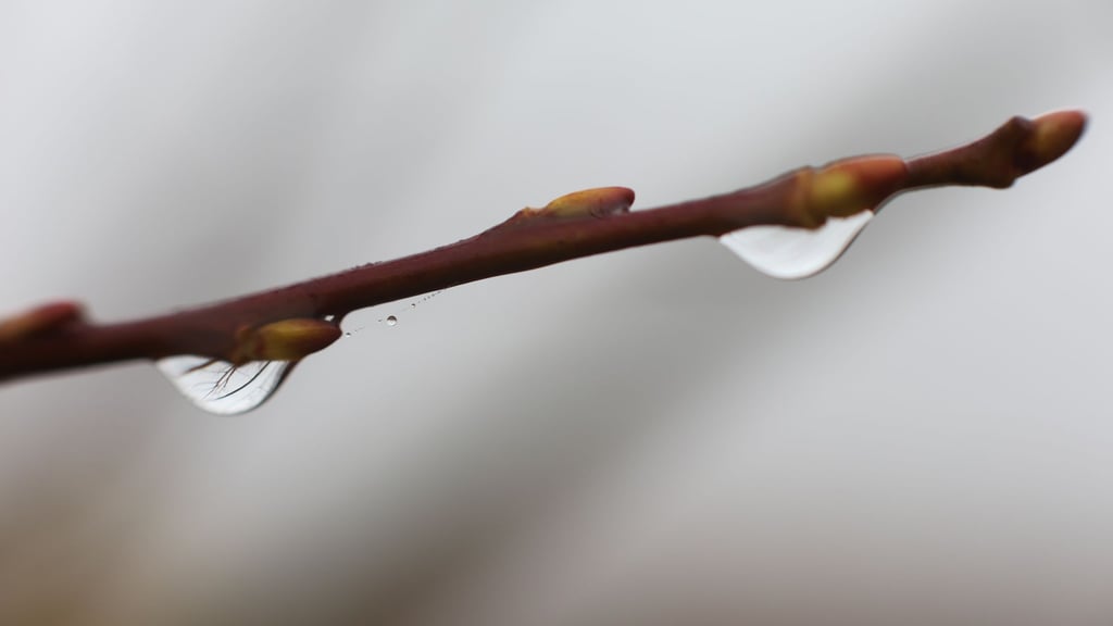 Im Oberharz kann das Thermometer nachts auch unter den Gefrierpunkt fallen. (Symbolbild)