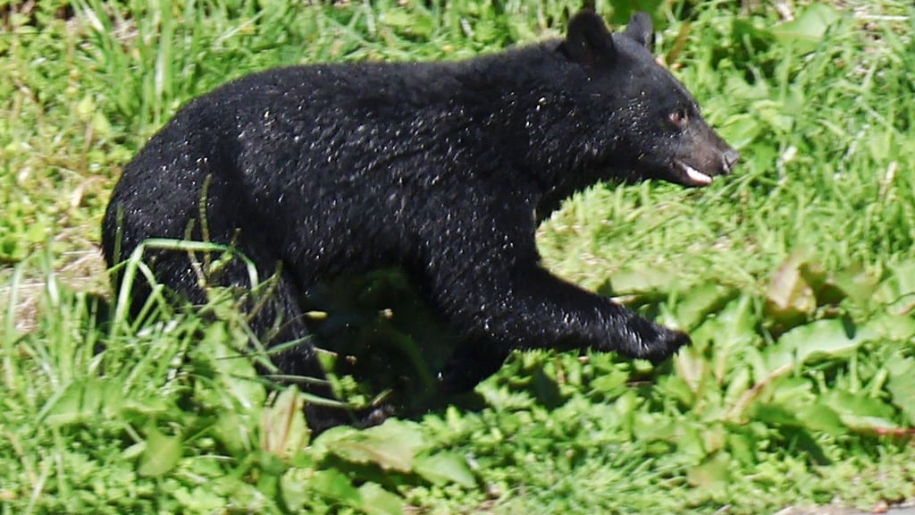 Immer mehr Menschen werden in Japan von Bären angegriffen. (Archivbild)