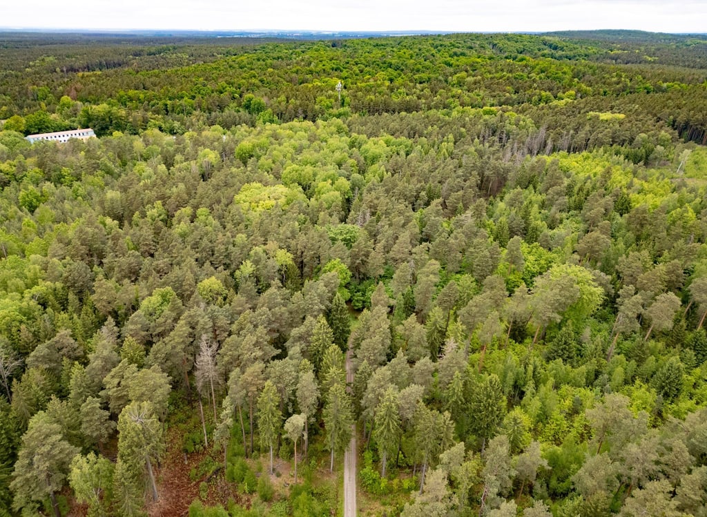 In diesem Wald bei Laußnitz haben Polizeibeamte die Leiche einer 21-Jährigen gefunden. (Archivbild)