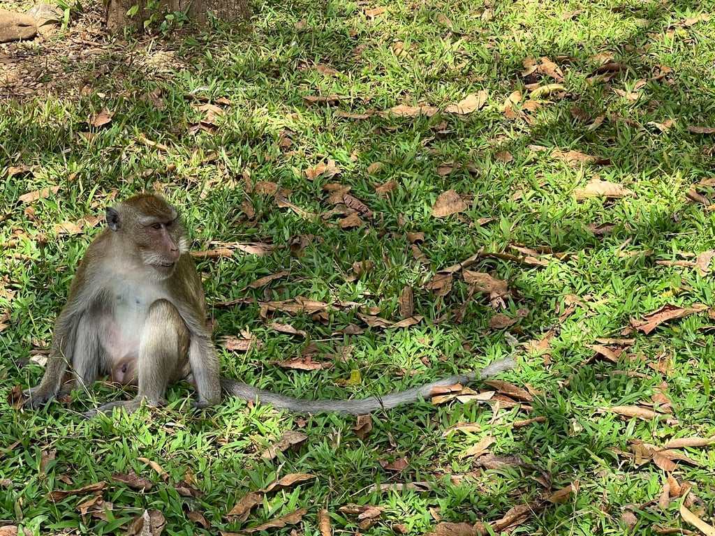 Thailändische Behörden haben Dutzende Affen befreit. (Archivbild)