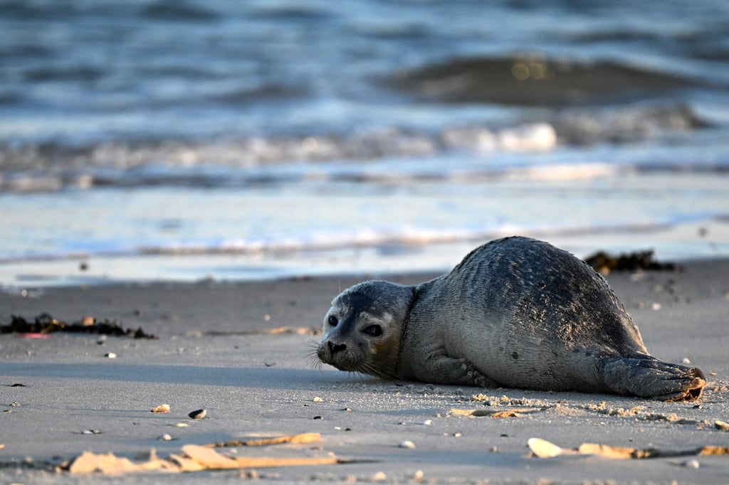 Seehunde zählen zu den größten Meeresraubtieren im Wattenmeer. (Archivbild)