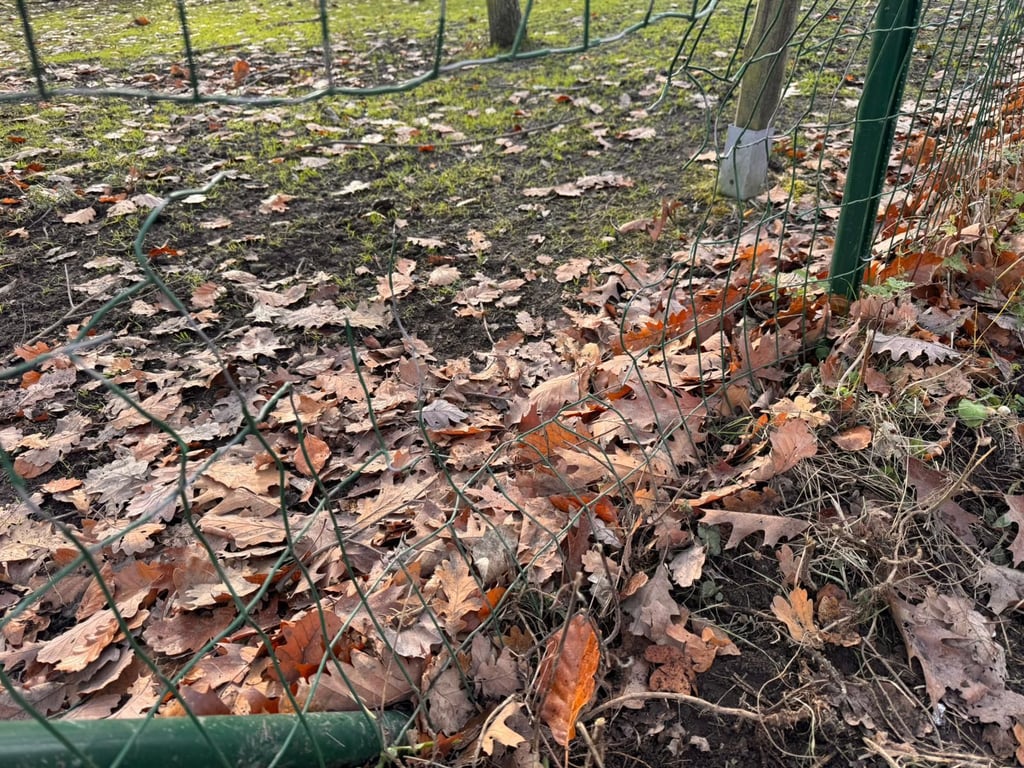 Zum wiederholten Male wurde ein Loch in den Zaundes Wildgeheges im Hermannseck geschnitten.
