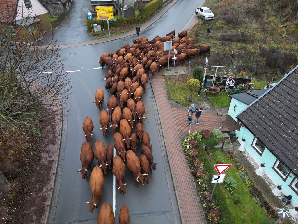 Eine Herde Harzer Rotes Höhenvieh kehrt von den Sommerweideflächen in den Stall zurück.