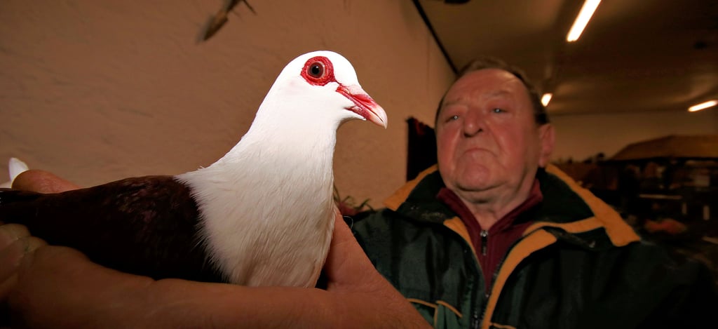 Karl-Heinz Dame hat mit seinen Fränkischen Samtschildern den Vereinsmeister gewonnen. Er präsentierte die Tiere bei der Rasseschau in Schwarz bei Calbe. 