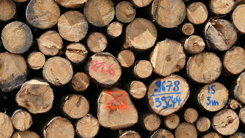 Die Landesforstanstalt Thüringenforst will sich neue Geschäftsfelder im Energiebereich erschließen. (Symbolbild)