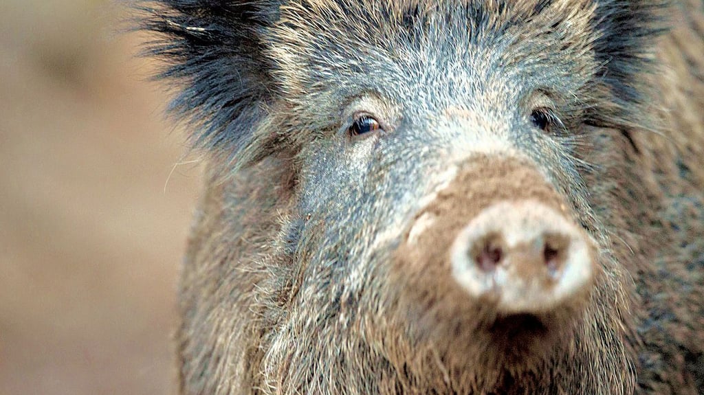 Die PFAS-Konzentration in den Schweinlebern ist zu hoch