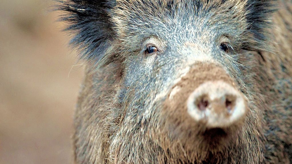 Die PFAS-Konzentration in den Schweinlebern ist zu hoch