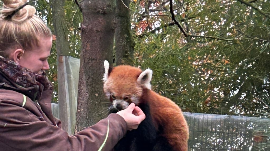 Leckereien für Pang: Die Fütterung ist für den Roten Panda zugleich Training.