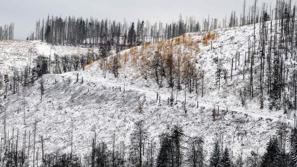 Im Oberharz fällt in den kommenden Tagen Schnee. (Archivbild)