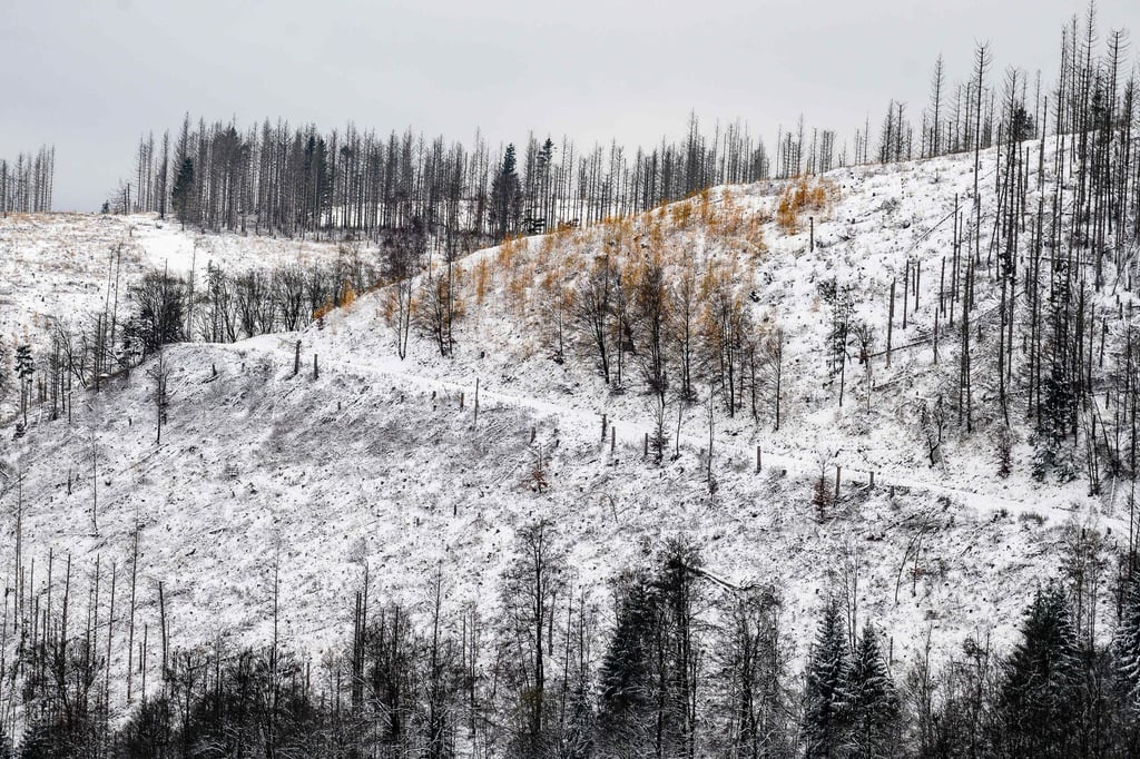 Im Oberharz fällt in den kommenden Tagen Schnee. (Archivbild)