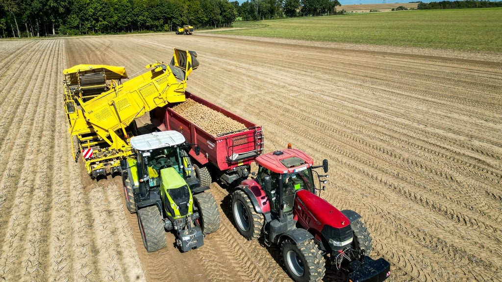 Die Kartoffelbauern haben in diesem Jahr eine sehr gute Ernte eingefahren - es sind sogar zu viele Kartoffeln, die Preise sind relativ schlecht. (Archivfoto)