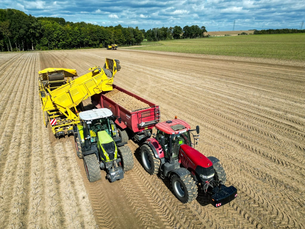 Die Kartoffelbauern haben in diesem Jahr eine sehr gute Ernte eingefahren - es sind sogar zu viele Kartoffeln, die Preise sind relativ schlecht. (Archivfoto)