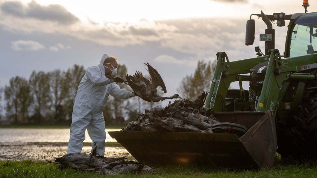 Die Vogelgrippe hat ein Massensterben bei Kranichen ausgelöst. (Archivbild)