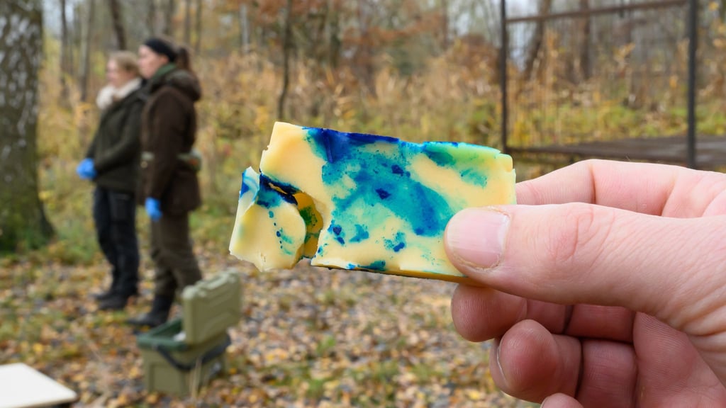 Die Köder enthalten noch keinen Impfstoff.