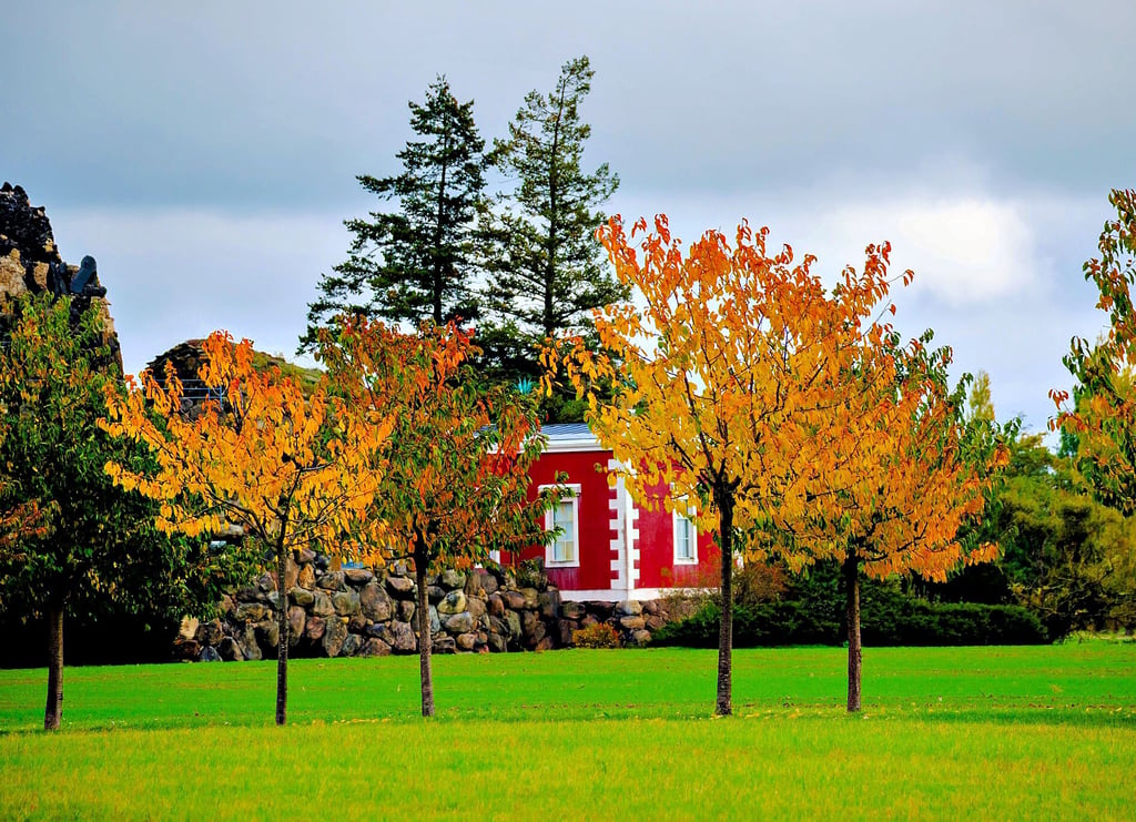 Im  Oktober waren zwar die Blätter – wie hier im Wörlitzer  Park in der Nähe des künstlichen Vulkans golden – eingefärbt, doch Sonne war selten und das Wetter war mehrheitlich trüb.