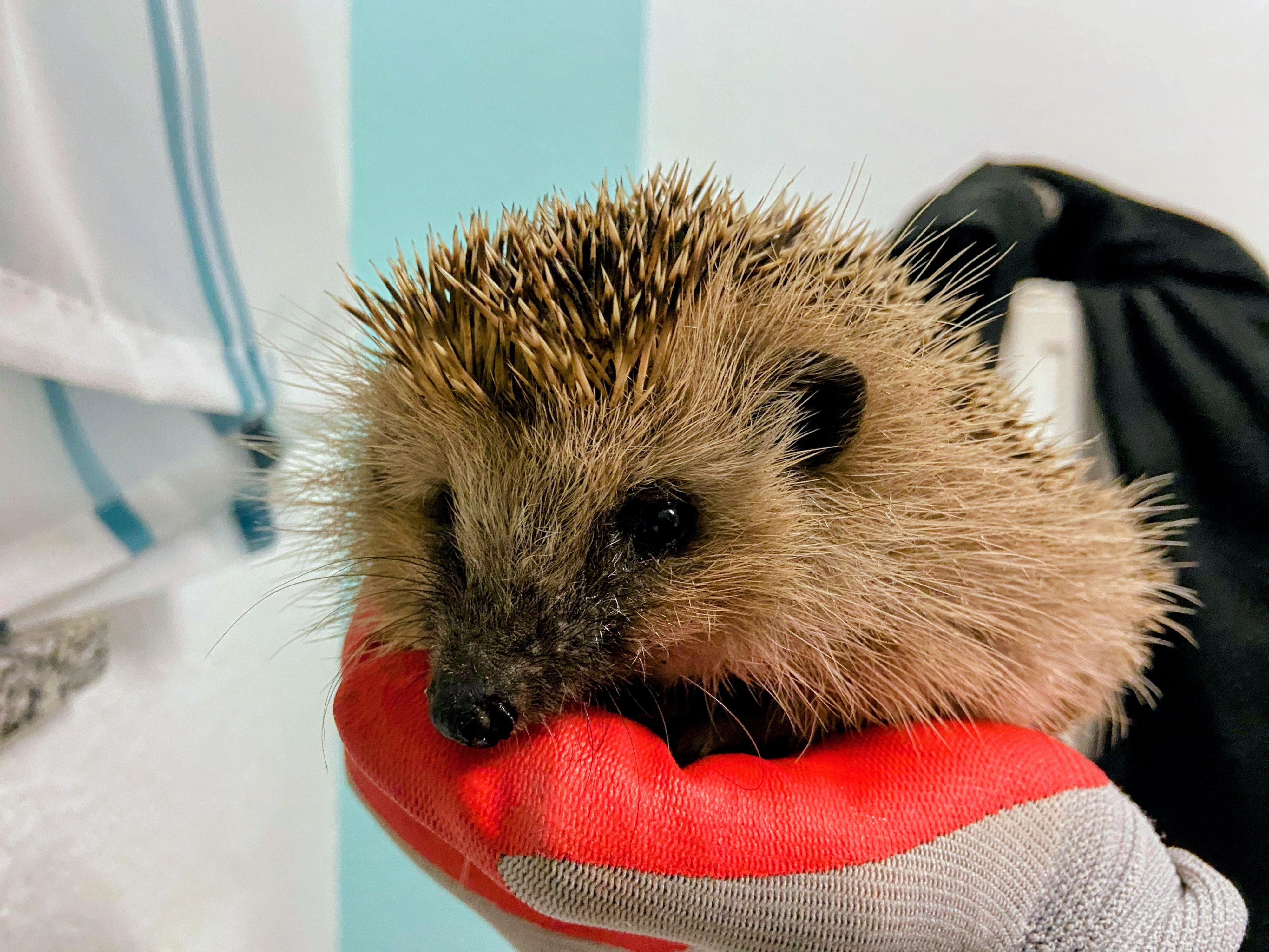 Tierschutz im Harz: Igel-Alarm in Wernigerode: Warum Jungtiere jetzt Hilfe brauchen