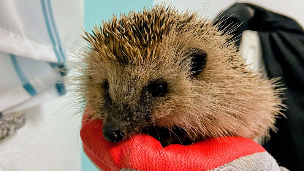 Familie Becker aus Minsleben hat auch diesen kleinen Igel gerettet.