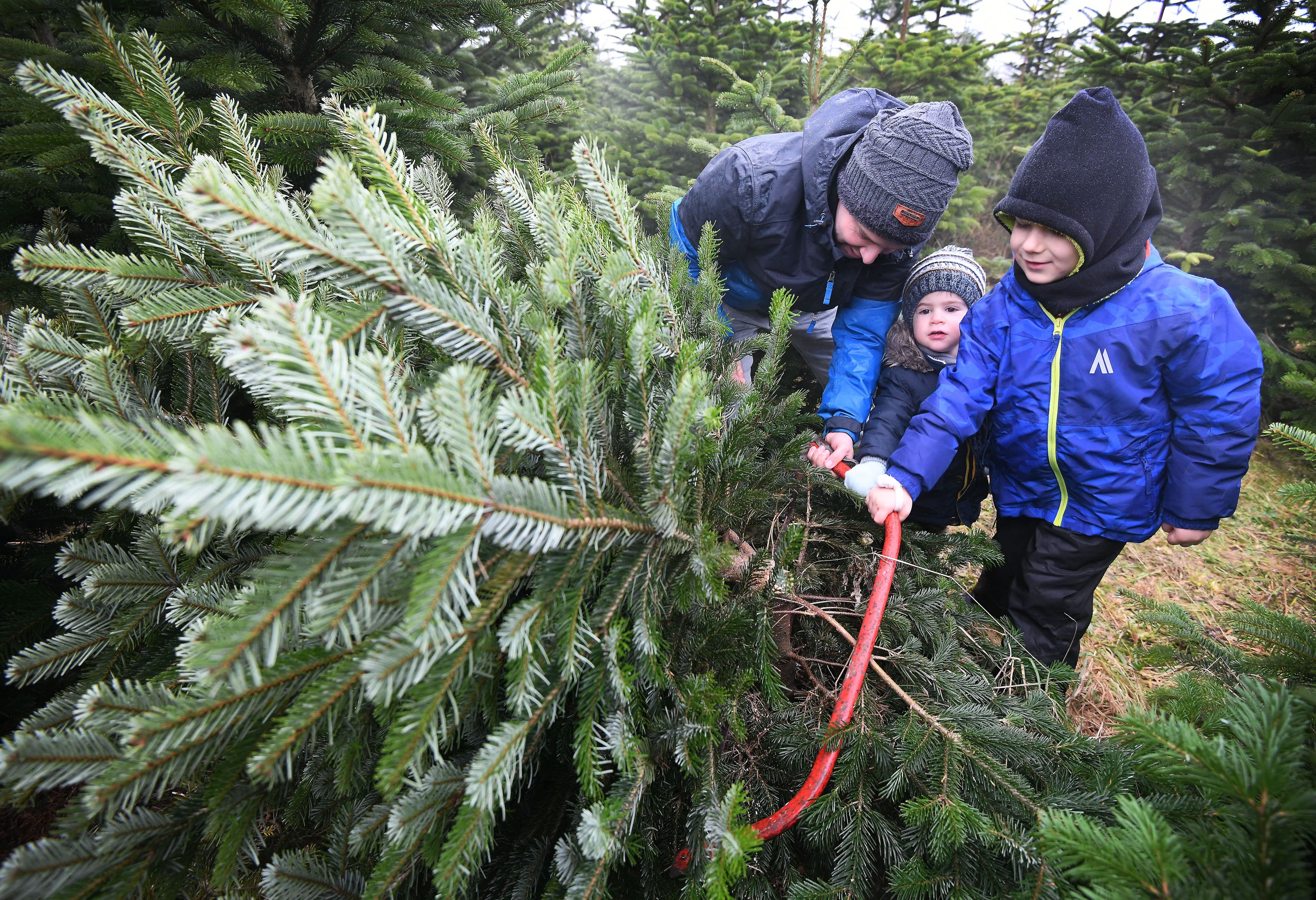 Weihnachtsdekoration 2025: Weihnachtsbäume selbst schlagen in Sachsen-Anhalt: Die besten Orte und Profi-Tipps für langanhaltende Freude
