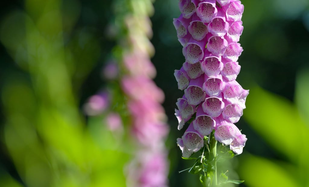Schon der Verzehr von wenigen Blättern des Roten Fingerhuts kann für einen Menschen lebensbedrohlich sein. (Symbolbild)