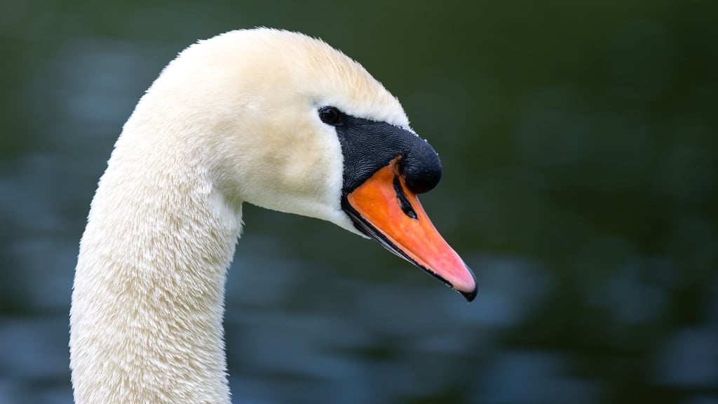 Beim Versuch, einem verletzten Schwan auszuweichen, kam es auf der A9 zu einem Verkehrsunfall. (Symbolbild)