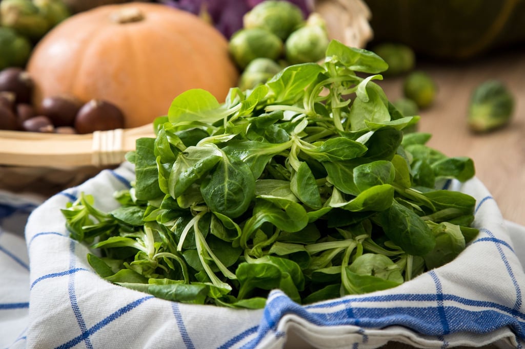 Die zarten, grünen Blättchen des Feldsalats sind empfindlich und sollten daher möglichst frisch auf den Teller kommen.