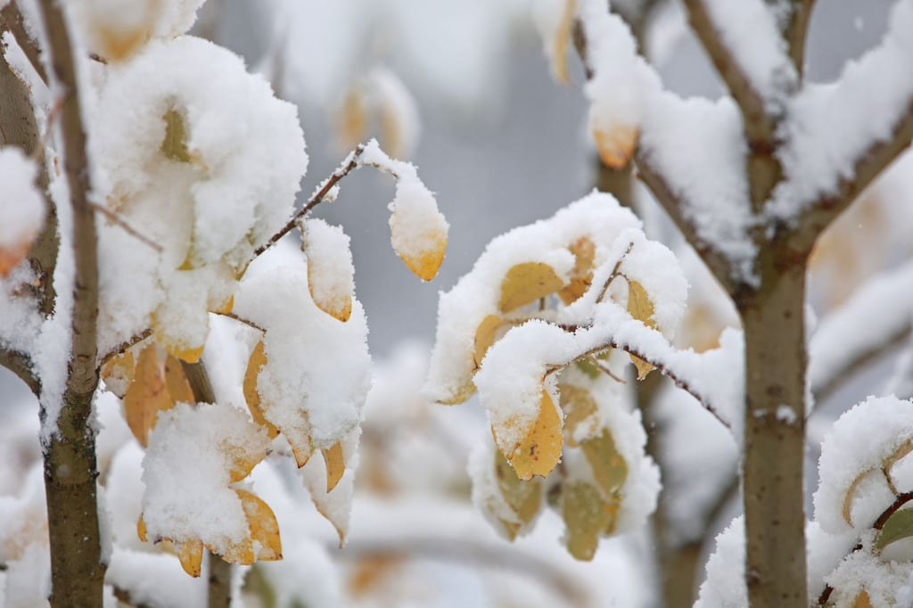 In den ersten Regionen klopft zum Beginn der Woche der Winter mit Schneefällen an (Archivbild).