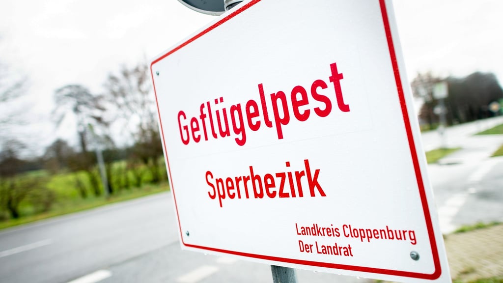 In weiteren zwei Putenbetrieben im Landkreis Cloppenburg ist die Geflügelpest nachgewiesen worden. (Archivfoto)