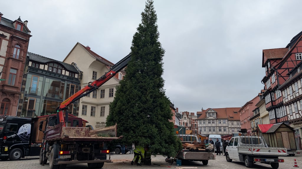 Der Weihnachtsbaum wird auf dem Marktplatz in Quedinburg aufgestellt.