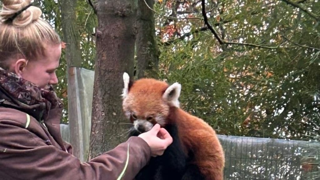 Leckereien für Pang: Die Fütterung ist für den Roten Panda zugleich Training.