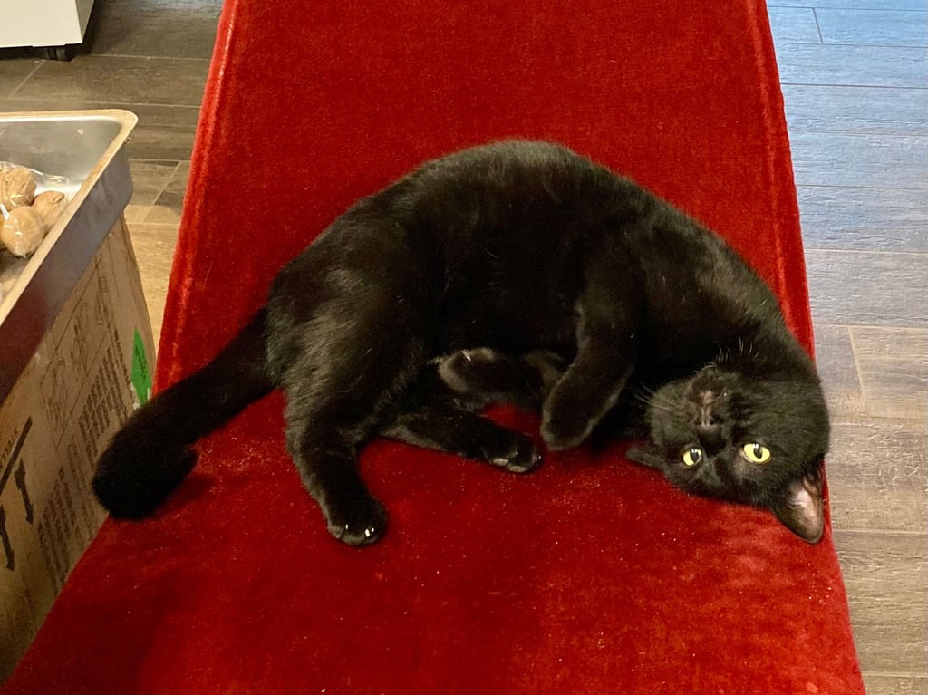 Der schwarze Katzen-Hafenmeister: Niemand weiß, wie er wirklich heißt. Aber alle wissen, dass er hier das Sagen hat.