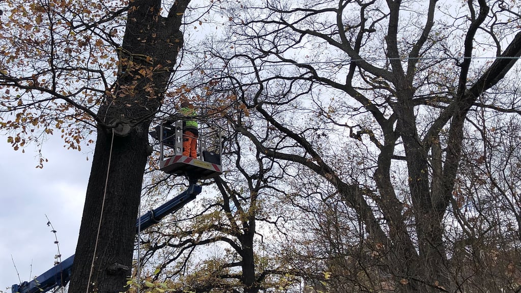 Das Zugseil wird in der Krone der etwa 140 Jahre alten Eiche im Bahnhofspark in Quedlinburg befestigt.