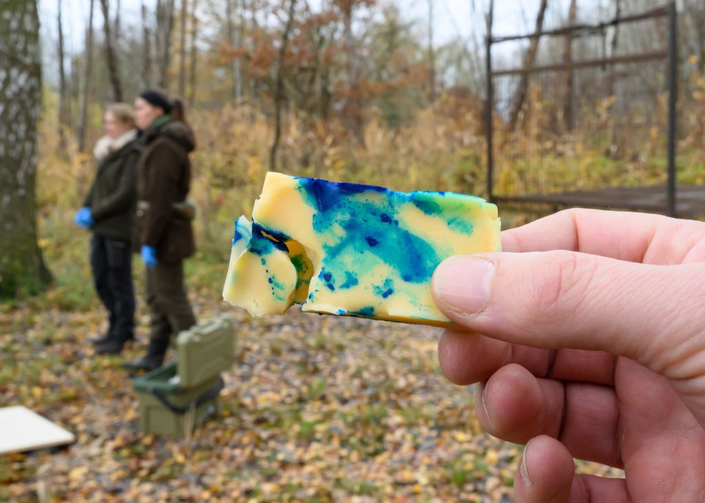 Die Köder enthalten noch keinen Impfstoff.