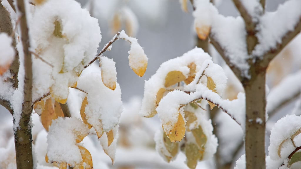 In den ersten Regionen klopft zum Beginn der Woche der Winter mit Schneefällen an (Archivbild).